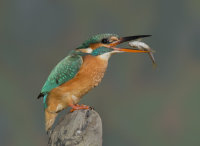 Kingfisher-female