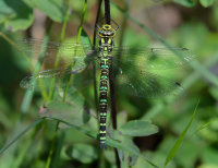 Southern-Hawker-female