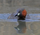 Little-Grebe