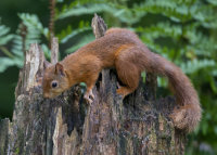 Red-Squirrel