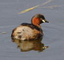 Little-Grebe