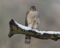 Sparrowhawk-female
