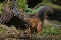 Red-Squirrel