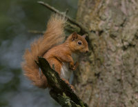 Red-Squirrel