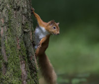 Red-Squirrel
