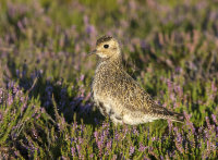 Golden-Plover