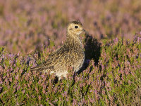 Golden-Plover