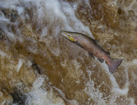 Atlantic-Salmon