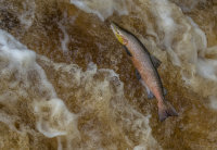 Atlantic-Salmon