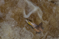 Atlantic-Salmon