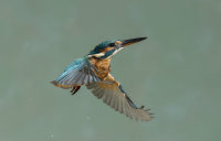 Kingfisher-female