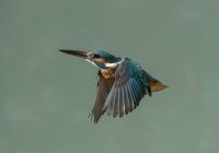 Kingfisher-female