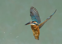 Kingfisher-female