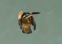 Kingfisher-female