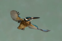 Kingfisher-female