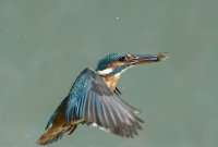 Kingfisher-female