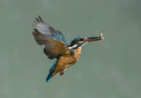 Kingfisher-female
