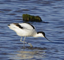 Male-Avocet
