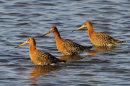 Male-Black-Tailed-Godwits