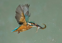 Kingfisher-female