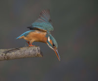 Kingfisher-female