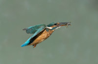 Kingfisher-female