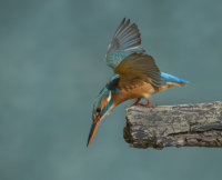 Kingfisher-female