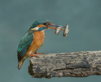 Kingfisher-female