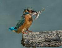Kingfisher-female