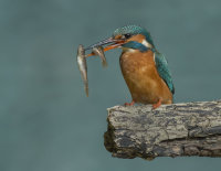 Kingfisher-female