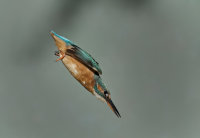 Kingfisher-female