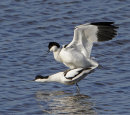 Avocets