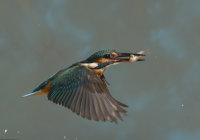 Kingfisher-female