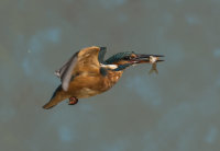 Kingfisher-female
