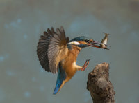 Kingfisher-female