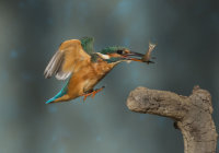 Kingfisher-female