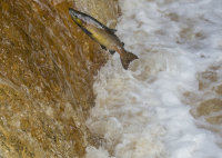 Atlantic-Salmon