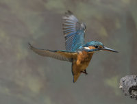 Kingfisher-female