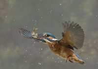 Kingfisher-female
