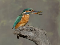 Kingfisher-female