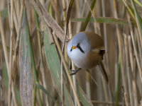 Bearded-Tit-male