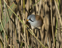 Bearded-Tit-male
