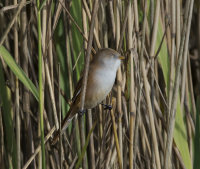 Bearded-tit-female