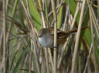 Bearded-tit-female
