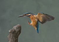 Kingfisher-female