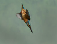 Kingfisher-female