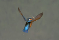 Kingfisher-female