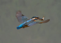 Kingfisher-female