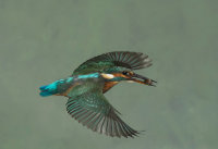 Kingfisher-female