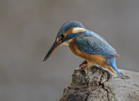 Kingfisher-female